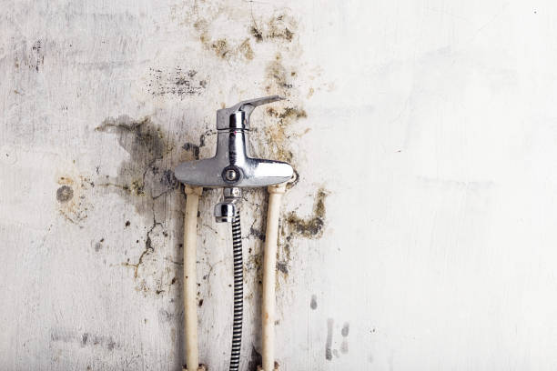 Best Best Mold Removal Companies  in Tuba City, AZ