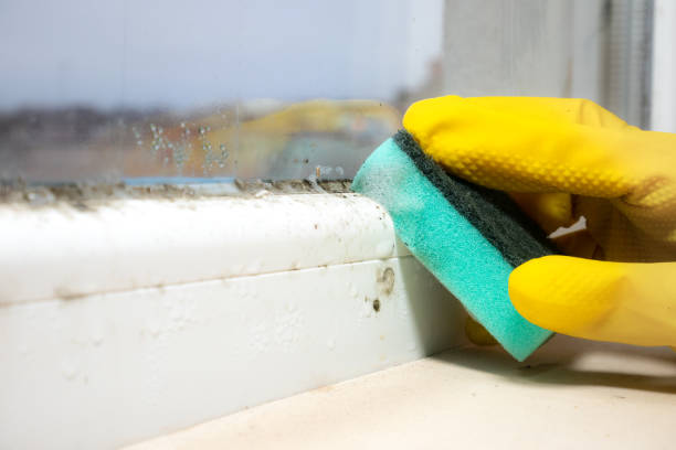 Best Emergency Mold Removal  in Tuba City, AZ