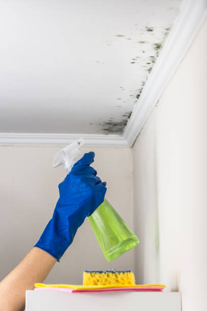 Best Commercial Mold Removal  in Tuba City, AZ