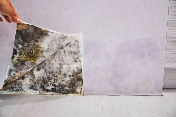 Mold Testing and Removal in Tuba City, AZ